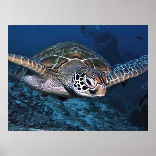 Grüne Schildkröte Nah Poster (Vorne)