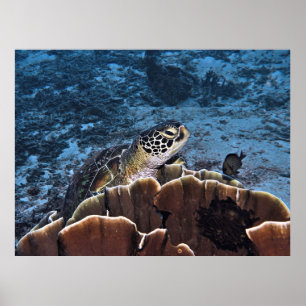 Grüne Schildkröte Poster