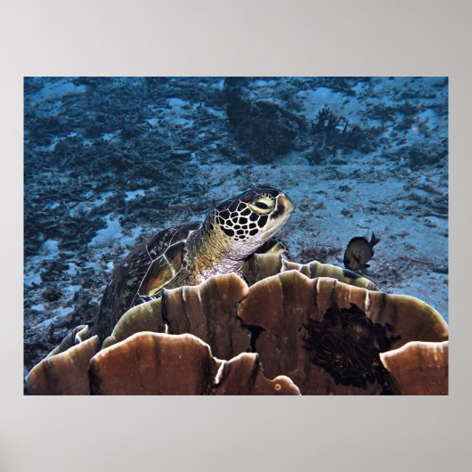 Grüne Schildkröte Poster (Vorne)