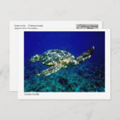 Grüne Schildkröte - Postkarte - 01 (Vorne/Hinten)