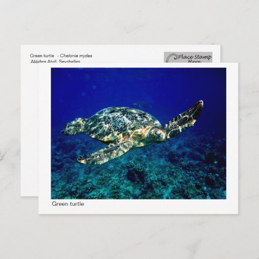 Grüne Schildkröte - Postkarte - 01 (Vorne/Hinten)