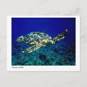 Grüne Schildkröte - Postkarte - 01
