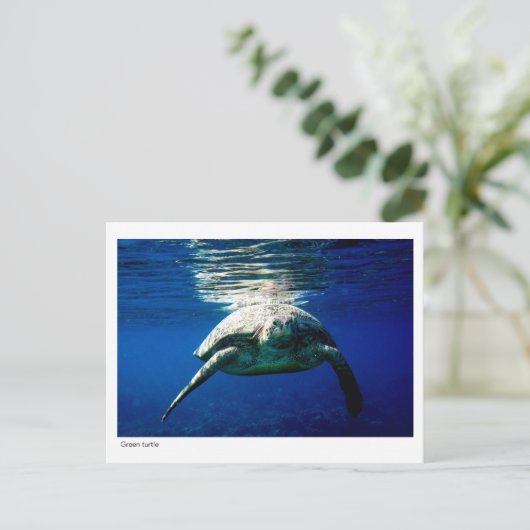 Grüne Schildkröte - Postkarte - 02 (Stehend Vorderseite)