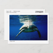 Grüne Schildkröte - Postkarte - 02 (Vorne/Hinten)