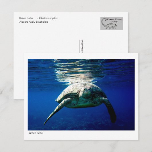 Grüne Schildkröte - Postkarte - 02 (Vorne/Hinten)