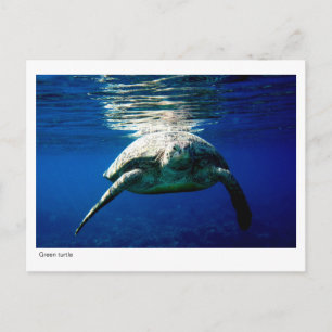 Grüne Schildkröte - Postkarte - 02