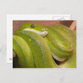 grüne Schlange Postkarte (Vorne/Hinten)