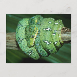 Grüne Schlange Postkarte
