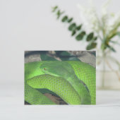 grüne Schlange Postkarte (Stehend Vorderseite)