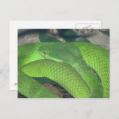 grüne Schlange Postkarte (Vorne/Hinten)