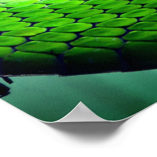 Grüne Schlangen Poster (Ecke)