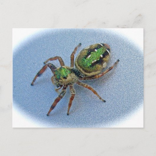 Grüne Springspinne (Salticidae) Postkarte (Vorderseite)