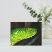 Grüne Stejneger-Schlange Postkarte (Stehend Vorderseite)