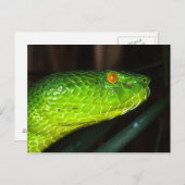 Grüne Stejneger-Schlange Postkarte (Vorne/Hinten)
