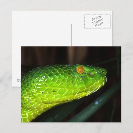 Grüne Stejneger-Schlange Postkarte (Vorne/Hinten)