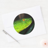 Grüne Stejneger-Schlange Runder Aufkleber (Umschlag)