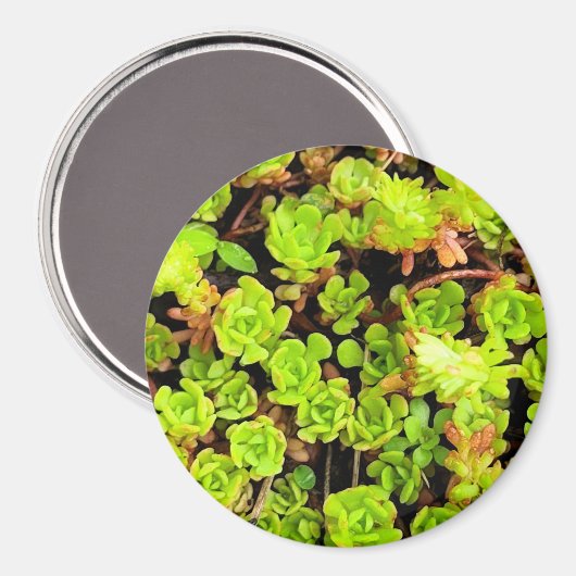 Grüne sukkulente Blume Magnet (Vorderseite/Rückseite)