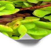 Grüne sukkulente Blume Poster (Ecke)
