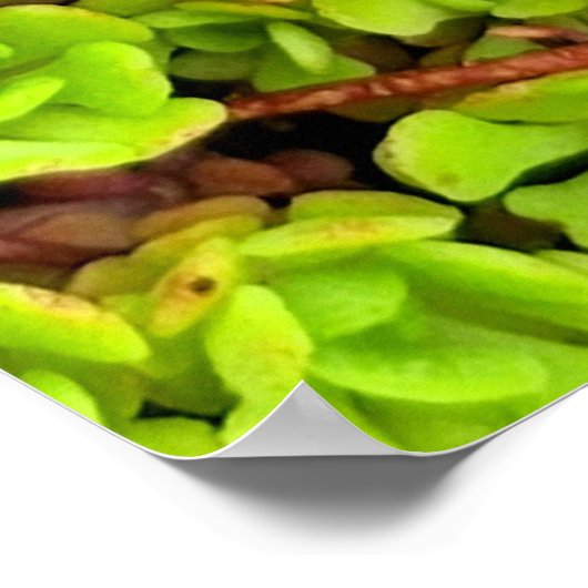 Grüne sukkulente Blume Poster (Ecke)