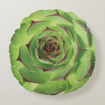 Grüne Sukkulente Blume