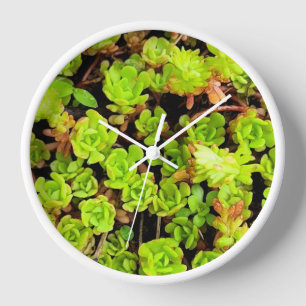 Grüne sukkulente Blume Uhr