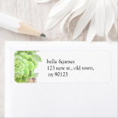 Grüne Sukkulente Hochzeitsplatten (Insitu)