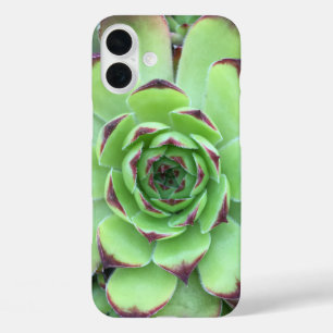 Grüne Sukkulente mit lila Spitzen Nahaufnahme iPhone 16 Plus Hülle