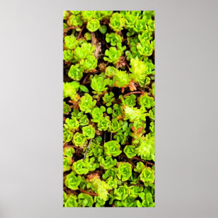 Grüne Sukkulentenblüten Poster