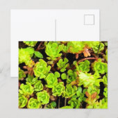 Grüne Sukkulentenblüten Postkarte (Vorne/Hinten)