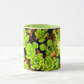 Grüne Sukkulentenblüten Tasse (Zentrum)