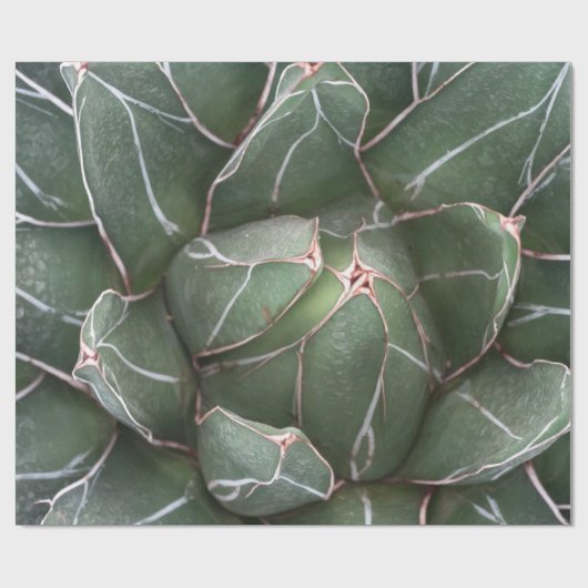 Grüne Sukkulnet-Pflanze Matte Wrapping Paper Geschenkpapier (Flach)