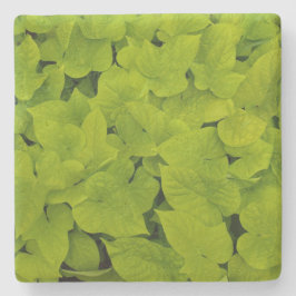 Grüne Süßkartoffelsorte, Untersetzer