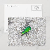 Grüne Tigerkäfer Postkarte (Vorne/Hinten)