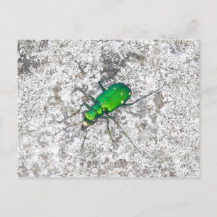 Grüne Tigerkäfer Postkarte