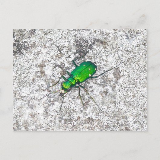 Grüne Tigerkäfer Postkarte (Vorderseite)