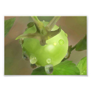 Grüne Tomate im Regen Fotodruck