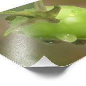 Grüne Tomate im Regen Fotodruck (Ecke)