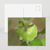 Grüne Tomate Postkarte (Vorne/Hinten)