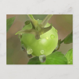 Grüne Tomate Postkarte