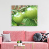 Grüne Tomaten Canvas Print Leinwanddruck (Insitu (Wohnzimmer))