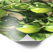 Grüne Tomaten Fotodruck (Ecke)