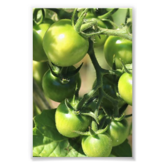 Grüne Tomaten Fotodruck (Vorne)