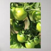 Grüne Tomaten Poster (Vorne)