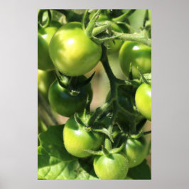 Grüne Tomaten Poster