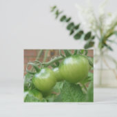 Grüne Tomaten Postkarte (Stehend Vorderseite)