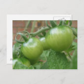Grüne Tomaten Postkarte (Vorne/Hinten)