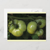 Grüne Tomaten Postkarte (Vorne/Hinten)
