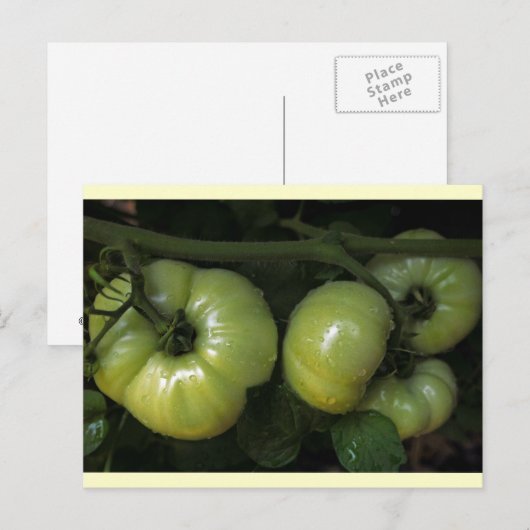 Grüne Tomaten Postkarte (Vorne/Hinten)