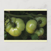 Grüne Tomaten Postkarte (Vorderseite)
