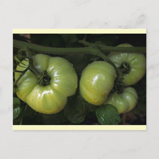Grüne Tomaten Postkarte (Vorderseite)